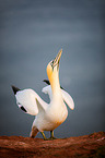 northern gannet
