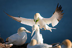 northern gannet