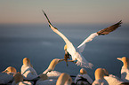 northern gannet