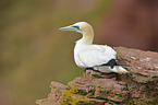 Northern Gannet