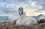 Northern Gannet