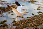 northern gannet