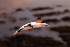 northern gannet
