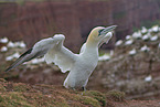 northern gannet