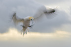 northern gannet