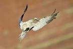 northern gannet