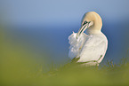 northern gannet