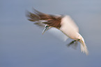 northern gannet