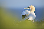 northern gannet