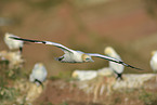 northern gannet