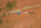 northern gannet