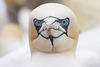 northern gannet