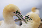 northern gannet