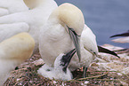 northern gannet