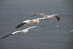 northern gannet