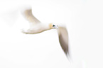 northern gannet