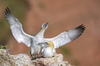 northern gannets