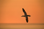 northern gannet