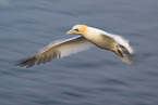 northern gannet