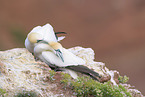 northern gannets