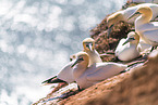 northern gannet