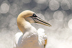 northern gannet