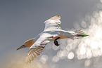 northern gannet