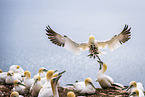 northern gannet