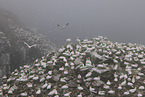 gannet