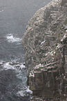 gannet