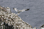 gannet