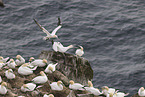 gannet