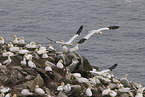 gannet
