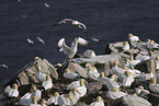 gannet