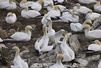 gannet