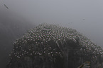 gannet