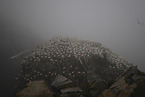 gannet