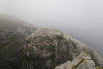 gannet