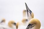 northern gannet