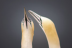 northern gannet