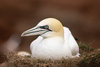 northern gannet