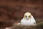 northern gannet