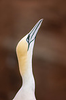 northern gannet