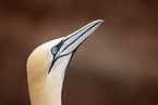 northern gannet