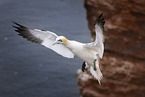 northern gannet