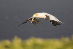 northern gannet