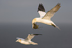 northern gannet
