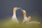 northern gannet