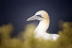 northern gannet