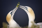 northern gannet